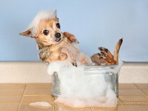 bath clipart chihuahua