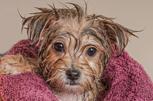Picture of maltese dog. Bath clipart yorkie