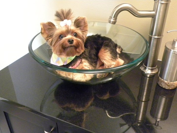  best yay images. Bath clipart yorkie