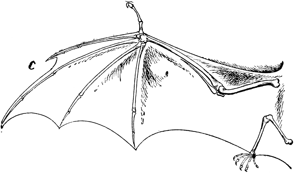bats clipart bat wing