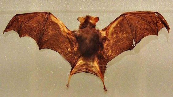 Do vampire drink human. Bats clipart brown bat