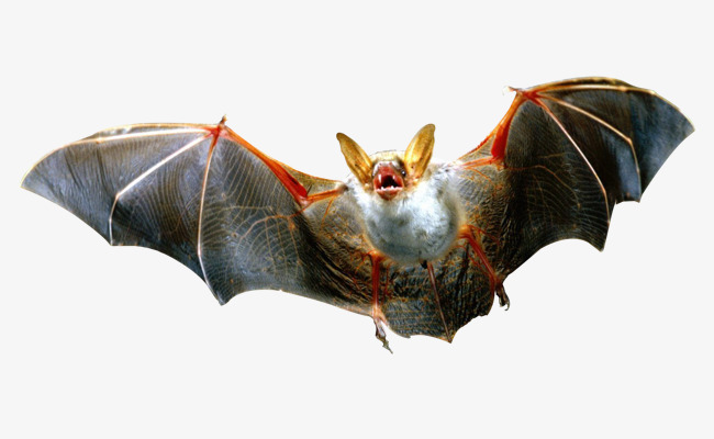 Bats clipart brown bat. Fierce material gray violent