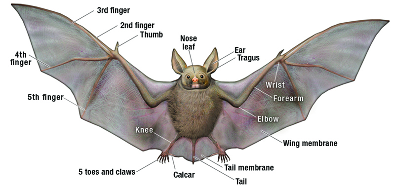 Multiple meaning words homographic. Bats clipart brown bat