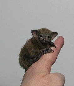 Bats clipart bumblebee bat.  best images in