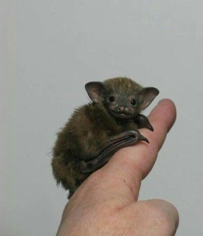  best love images. Bats clipart bumblebee bat