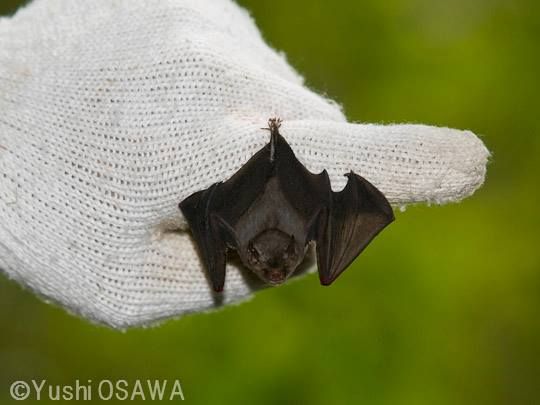  best images on. Bats clipart bumblebee bat
