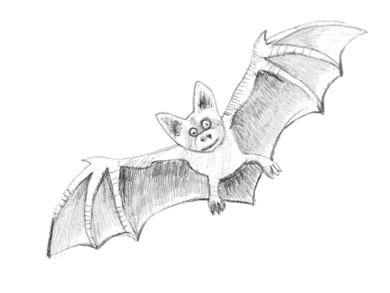 How to draw a. Bats clipart bumblebee bat