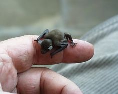 Bats clipart bumblebee bat.  best images in