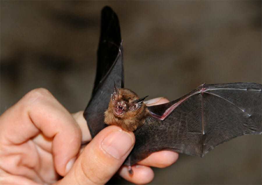 Going batty get out. Bats clipart bumblebee bat