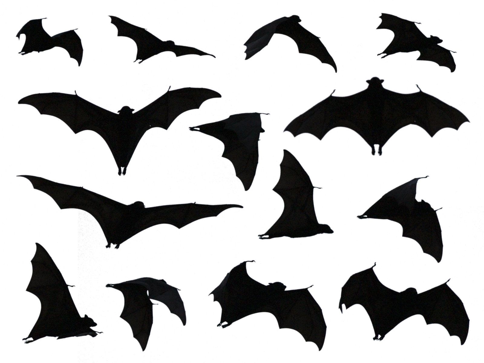 Silhouettes by laticis watercolor. Bats clipart fruit bat