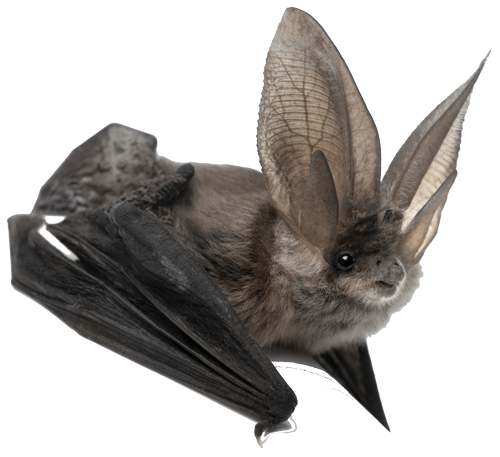 Bats clipart fruit bat. Png images free download