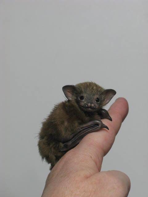 Bats clipart fruit bat.  best batty for