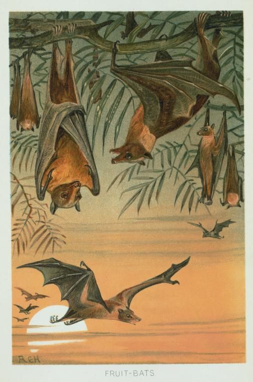 Antique scientific illustration group. Bats clipart fruit bat