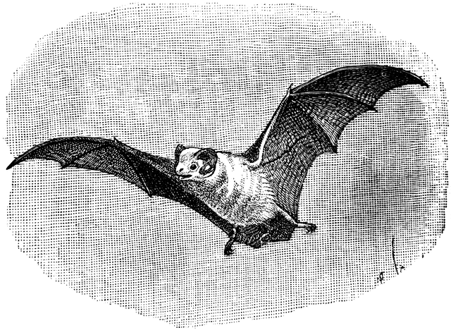 Northern bat etc. Bats clipart ghost