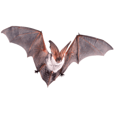 Bats clipart group. Of transparent png stickpng