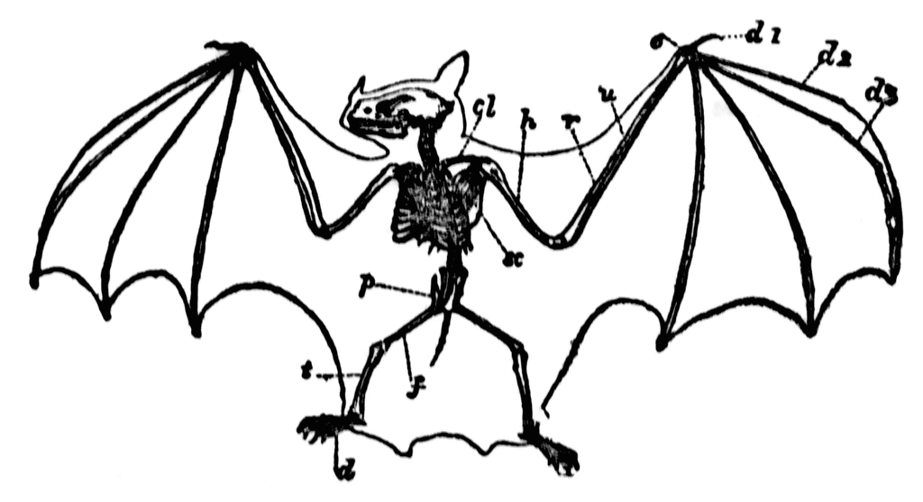 Bats clipart line art. Bat drawing at getdrawings