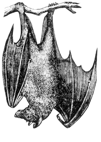 Fruitbat free images pinterest. Bats clipart public domain
