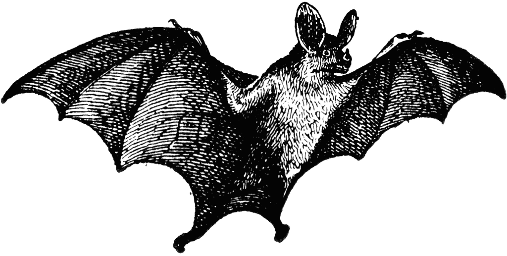 Bats clipart vampire bat. Etc 