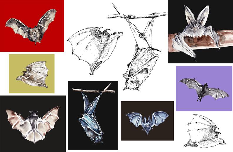 Vectors bat mouse watercolor. Bats clipart vector