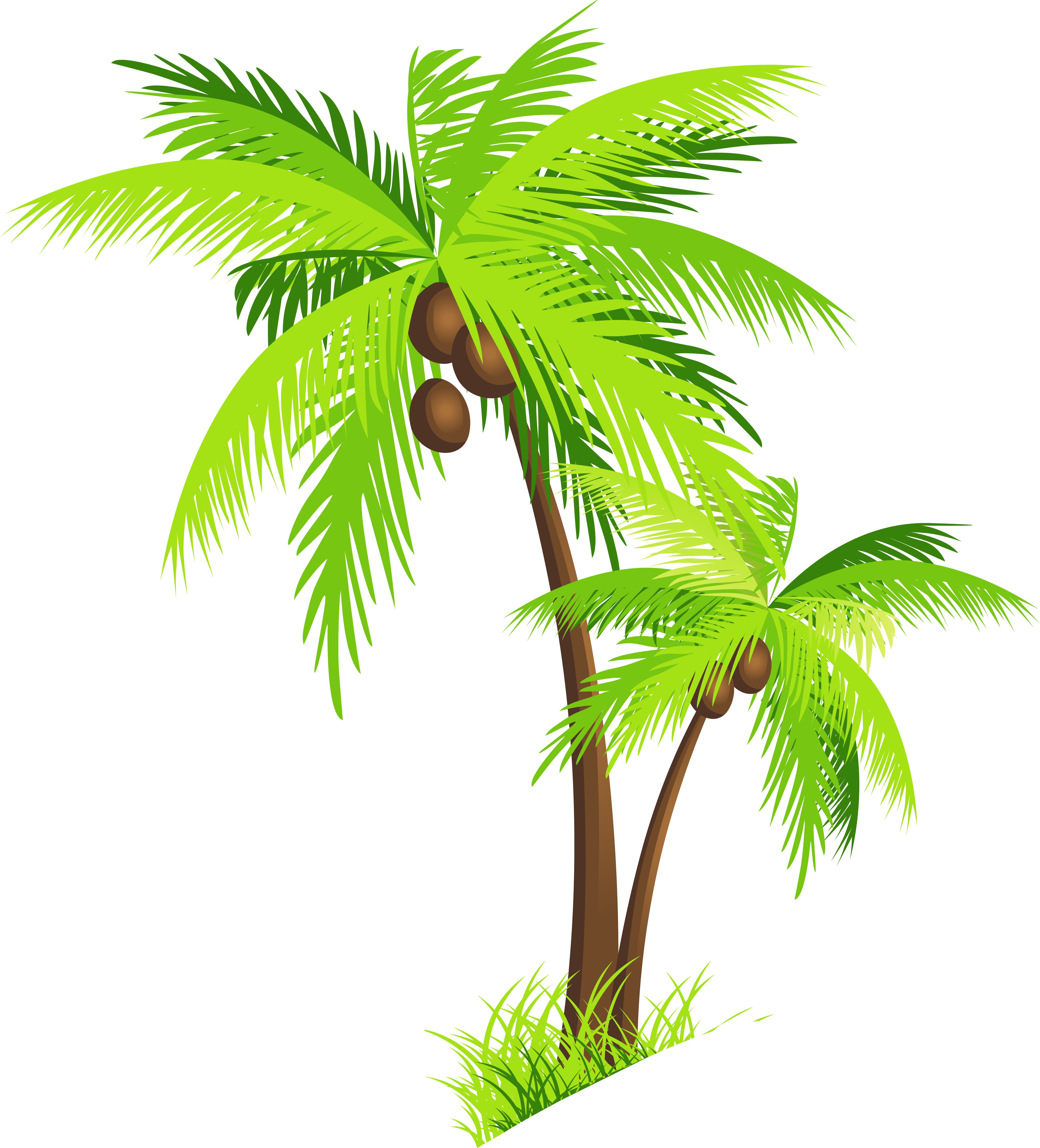 Palm clipart buko shake. Coconut tree png piante