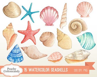 seashells clipart shell ocean