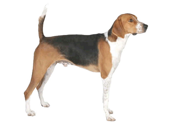Beagle clipart american foxhound. Gallery