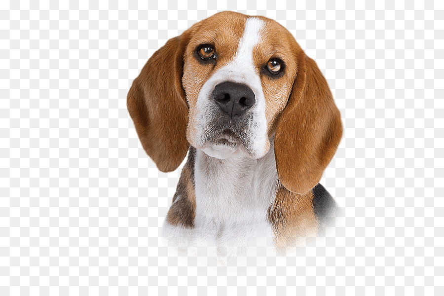 Harrier english finnish hound. Beagle clipart american foxhound