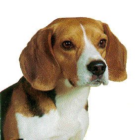  beagles images gifs. Beagle clipart animated