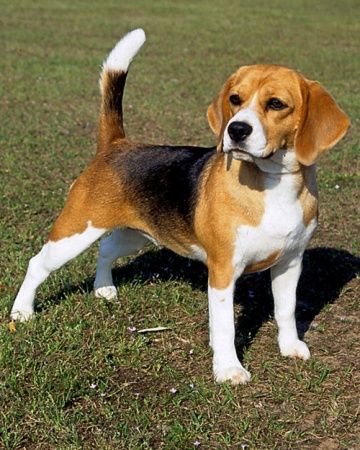 Beagle clipart cutedog. Cute dog aww 