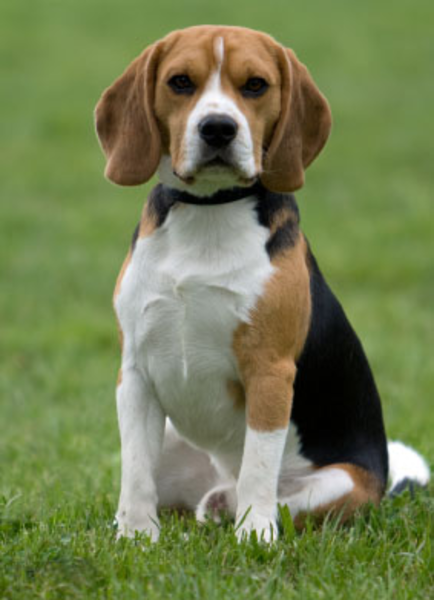 beagle clipart medium