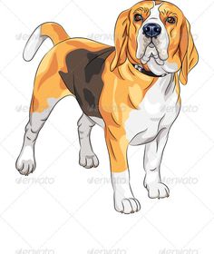Beagle clipart realistic. Dibujos perros raza buscar