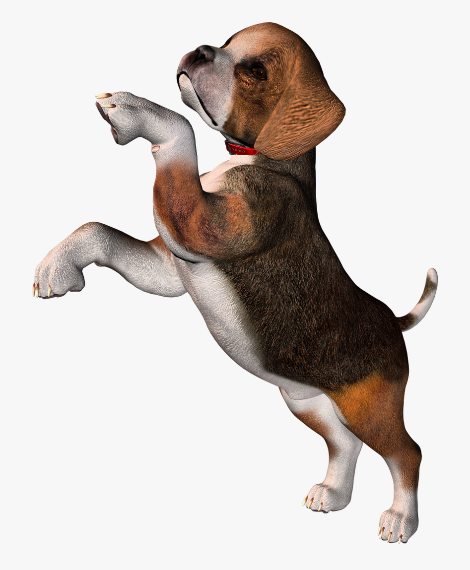 Beagle clipart transparent background. Perro clear puppy 