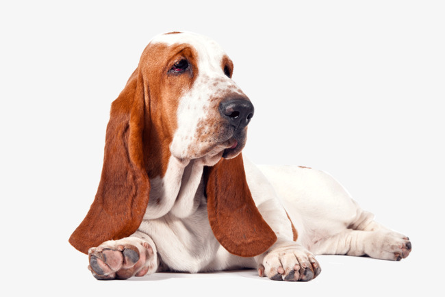 Beagle clipart worried. Tummy of the dog