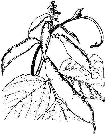 Plant drawing at getdrawings. Bean clipart bataw