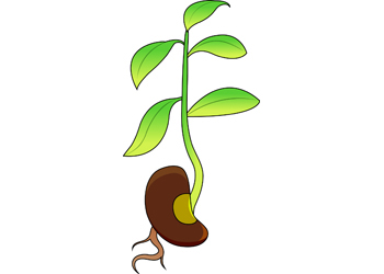 Bean clipart bean plant. Activities sprouting 