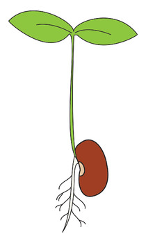 Bean clipart bean plant. Life cycle of a