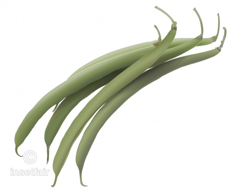 Bean clipart french bean. Insetfair vector stock images