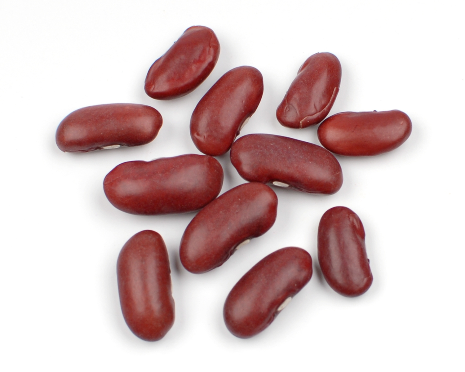 Unique beans collection digital. Bean clipart kidney bean