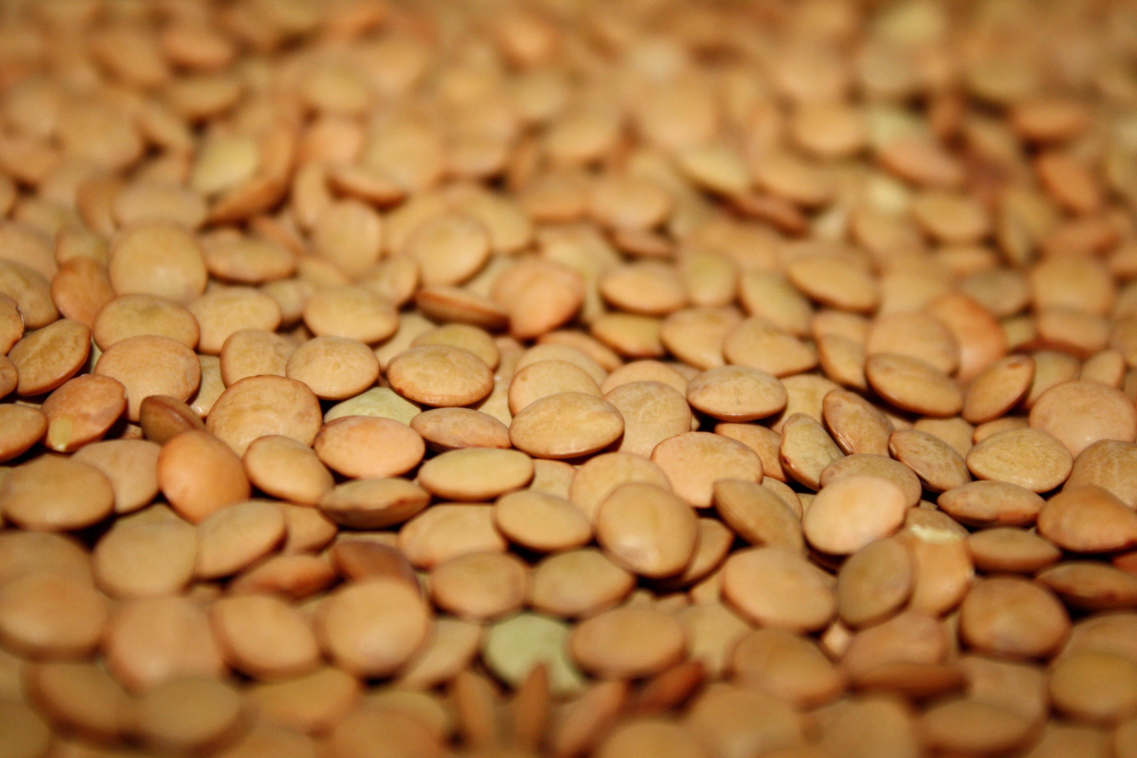 Picture free photograph photos. Bean clipart lentils
