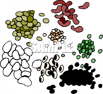 Lentil pencil and in. Beans clipart dry bean