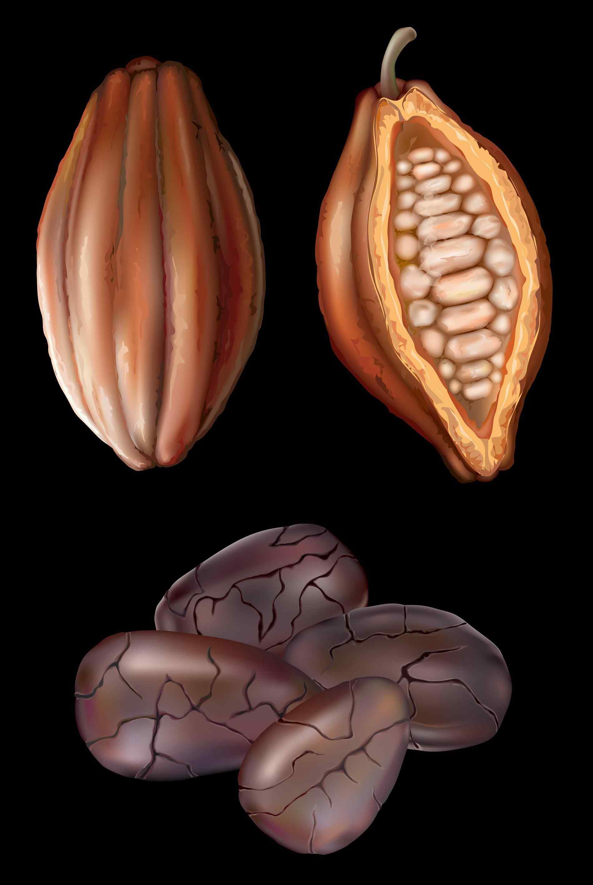 Bean clipart nuts. The images collection of