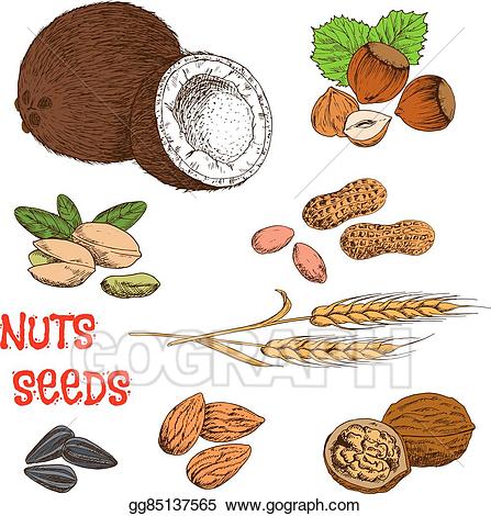 peanut clipart nut seed