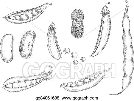 Bean clipart pea. Vector art sketches of