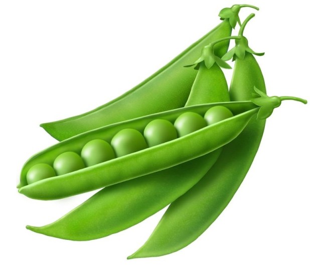  collection of peas. Bean clipart pea