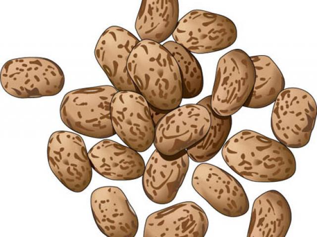 Bean clipart pinto bean. Angry beans cliparts free