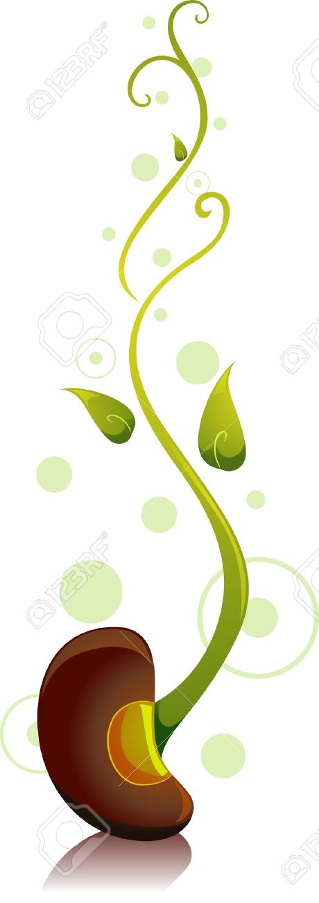 Bean clipart soybean. Pulse sprout pencil and