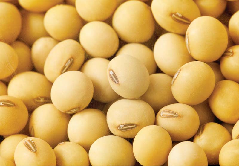 Bean clipart soybean. Beans embed codes for
