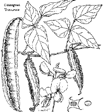 Plant drawing at getdrawings. Bean clipart winged bean