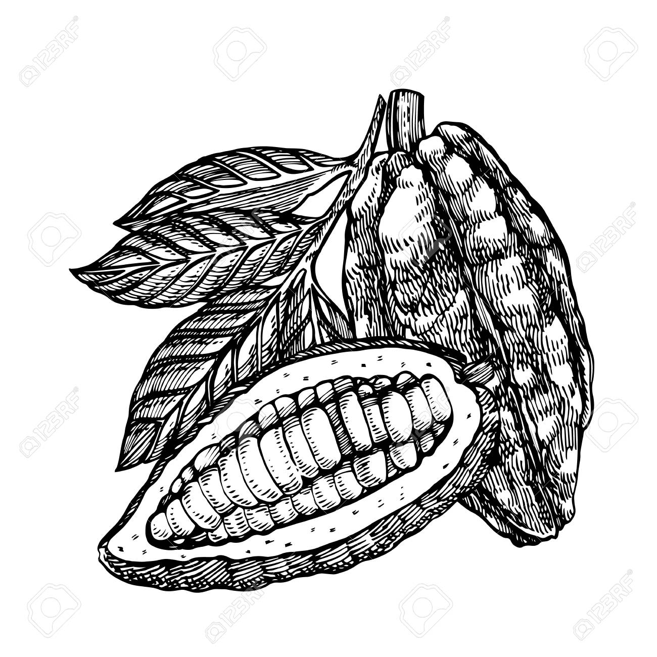 Chicago drawing at getdrawings. Bean clipart winged bean