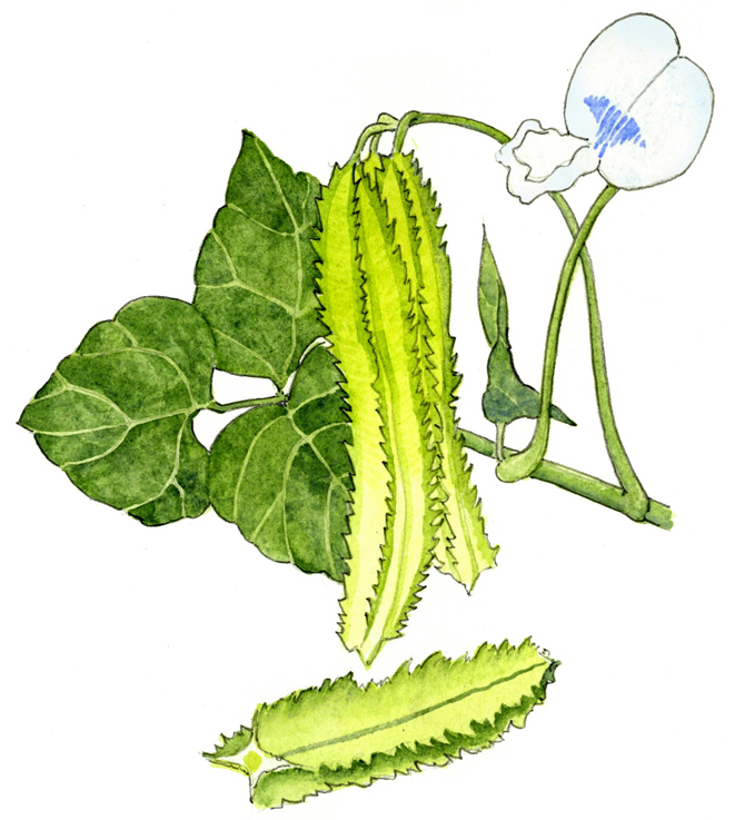 Plant drawing at getdrawings. Beans clipart winged bean
